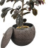Blumentopf Gummipflanze Ficus elastica - mio