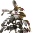 Blumentopf Gummipflanze Ficus elastica - mio