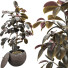 Blumentopf Gummipflanze Ficus elastica - mio