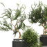 Doniczki Plant Collection Set 10 - mio