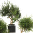 Doniczki Plant Collection Set 10 - mio