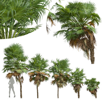 Palmen Neue pflanze hochdetailliert kleine palme