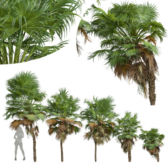 Palmen Neue pflanze hochdetailliert kleine palme 3D-Modell