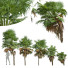 Palmen Neue pflanze hochdetailliert kleine palme - Pandora-land