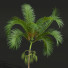Palmen Neue pflanze hochdetailliert areca - Pandora-land