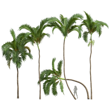 Palmen Neue pflanze hochdetailliert areca