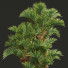 Palmy New Plant High Detail Cyrtostachys Renda - Pandora-land
