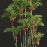 Palmy New Plant High Detail Cyrtostachys Renda - Pandora-land