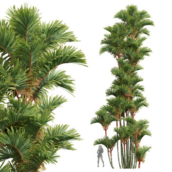 Palmen Neue pflanze hochdetailliert rote palme