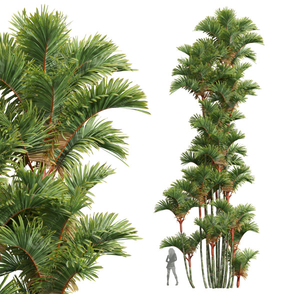 Palmy New Plant High Detail Cyrtostachys Renda model 3D