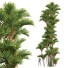 Palmy New Plant High Detail Cyrtostachys Renda - Pandora-land