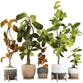 Doniczki Plant Collection Set 04