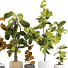 Doniczki Plant Collection Set 04 - mio