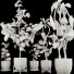 Doniczki Plant Collection Set 04 - mio
