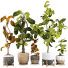 Doniczki Plant Collection Set 04 - mio