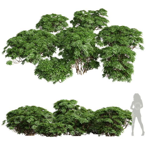 Büsche Edgeworthia Chrysantha Grandiflora 3D-Modell