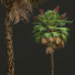 Palmy New Plant High Detail Acoelorrhaphe Wrightii Fruit - Pandora-land