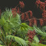 Palmy New Plant High Detail Acoelorrhaphe Wrightii Fruit - Pandora-land