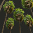 Palmy New Plant High Detail Acoelorrhaphe Wrightii Fruit - Pandora-land