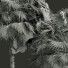 Palmy New Plant High Detail Acoelorrhaphe Wrightii Fruit - Pandora-land
