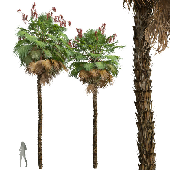 Palmy New Plant High Detail Acoelorrhaphe Wrightii Fruit model 3D