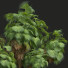 Palmas Nueva planta de alta definición palma de jardín - Pandora-land