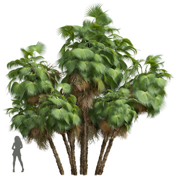 Palmen Neue pflanze hochdetailliert gartenpalme