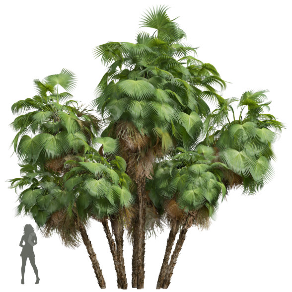 Palmas Nueva planta de alta definición palma de jardín Modelo 3D