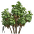 Palmas Nueva planta de alta definición palma de jardín - Pandora-land