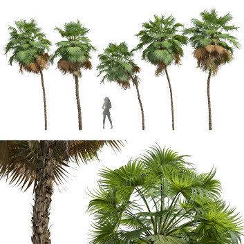 Palmen Neue pflanze hochdetailliert mittlere palme