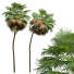 Palmy New Plant High Detail Acoelorrhaphe Wrightii Tall - Pandora-land