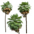 Palmy New Plant High Detail Acoelorrhaphe Wrightii Tall - Pandora-land
