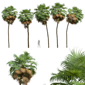 Palmen Neue pflanze hochdetailliert hohe palme