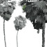 Palmy New Plant High Detail Acoelorrhaphe Wrightii Tall - Pandora-land