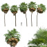 Palmy New Plant High Detail Acoelorrhaphe Wrightii Tall - Pandora-land