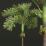 Palmy Areca Catechu Decorative Garden Fruit - Pandora-land