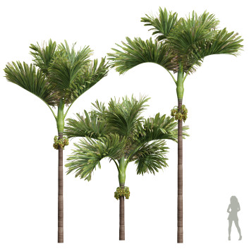 Palmen Dekorative Gartenfrucht Areca Catechu