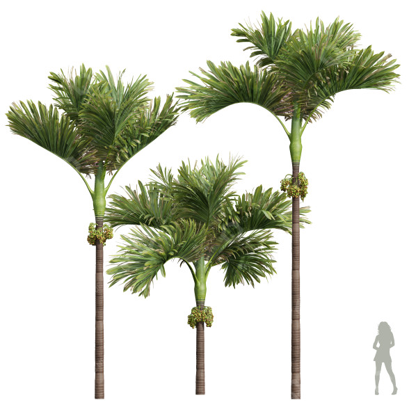 Palmy Areca Catechu Decorative Garden Fruit model 3D
