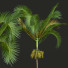 Palmen Areca Catechu Frucht - Pandora-land