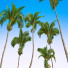Palmen Areca Catechu Frucht - Pandora-land