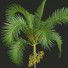 Palmen Areca Catechu Frucht - Pandora-land