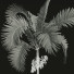 Palmen Areca Catechu Frucht - Pandora-land