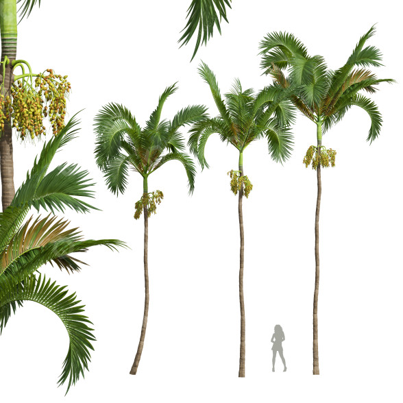 Palmen Areca Catechu Frucht 3D-Modell