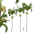 Palmen Areca Catechu Frucht - Pandora-land