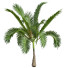 Palmy Areca Catechu Small - Pandora-land
