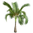 Palmy Areca Catechu Small - Pandora-land