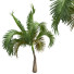 Palmy Areca Catechu Small - Pandora-land