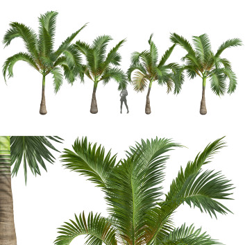 Palmen Areca Catechu Klein