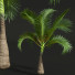 Palmy Areca Catechu Small - Pandora-land