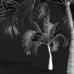 Palmy Areca Catechu Small - Pandora-land